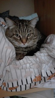 038_Wille.jpeg